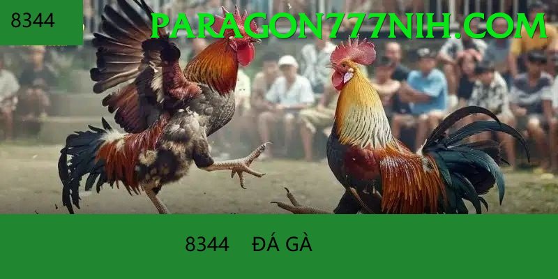 Đá Gà Trực Tiếp - Ưu đãi đặc biệt